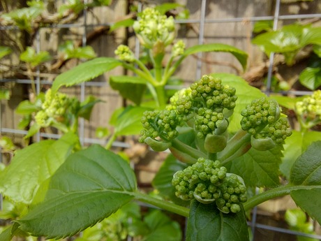 Hydrangea klimhortensia