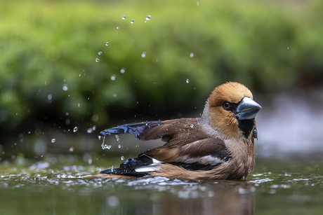Badderende appelvink