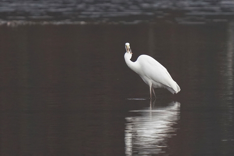 Grote zilverreiger op jacht