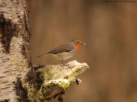 Robin