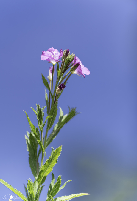 Hairy willowherb