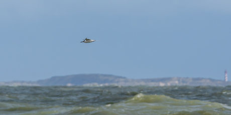 Grote stern voor de Zeeuwse kust