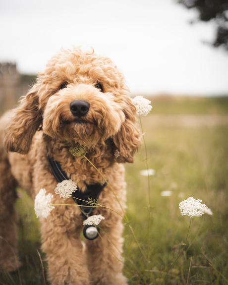 Labradoodle Close-Up