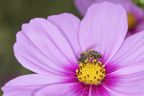 Honingbij op Cosmea