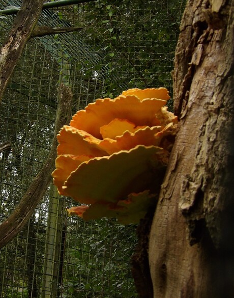 Herfst in Noord-Brabant