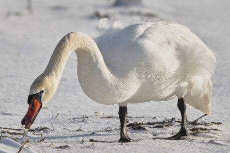 Knobbelzwaan op besneeuwde akker