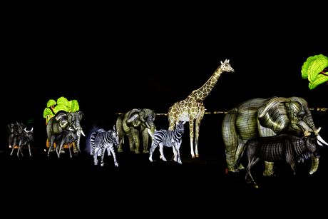 trektocht van dieren