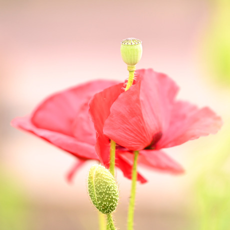 Zomergloed