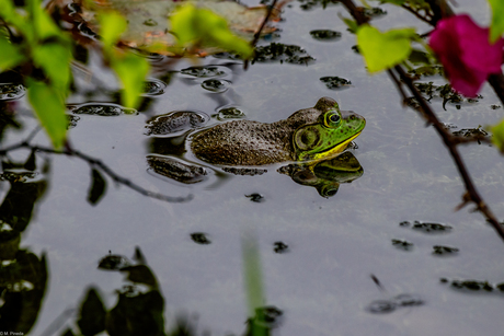 American Bullfrog
