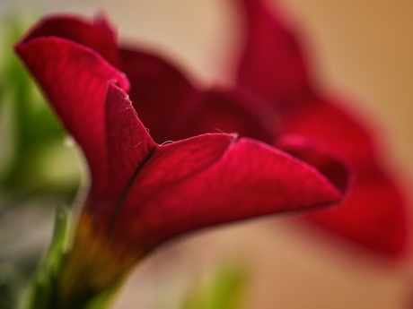 Rood bloemetje