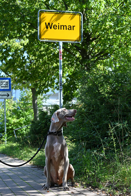 Weimaraner op zoek naar z'n roots