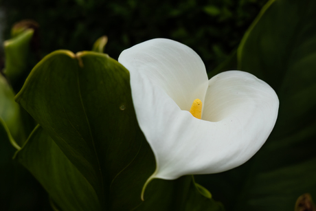 zantedeschia calla 