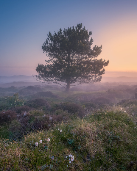 Lonely Tree on Texel