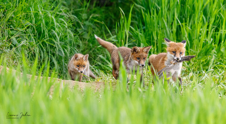 Playing foxes