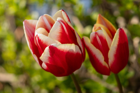 Tulpen