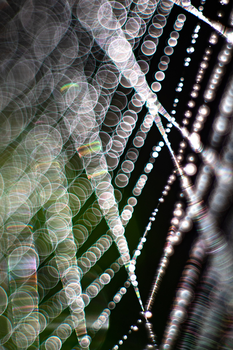 Spinnenweb met vintage lens
