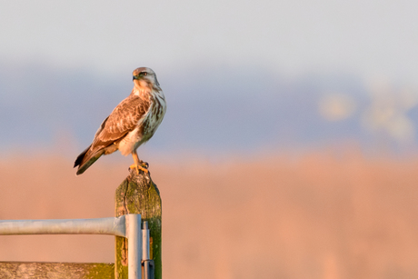 Prachtige Buizerd in het Ilperveld