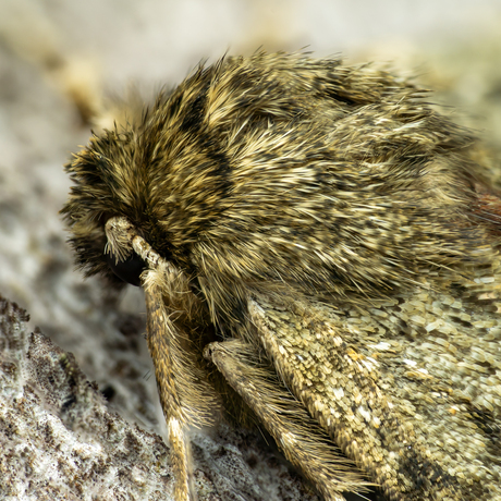 Perentak / Phigalia pilosaria