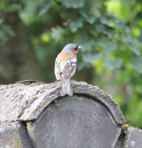 Vink (mannetje)