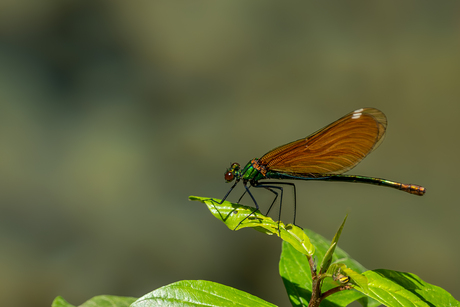 Waterjuffer in het groen