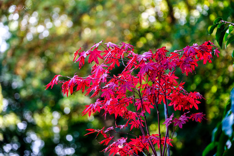 Japanse Esdoorn 