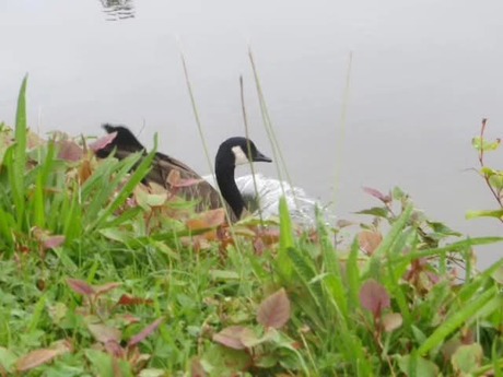 Canadese gans springt in het water. 