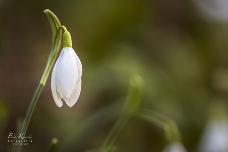 Sneeuwklokje uit archief