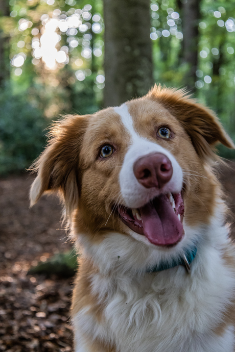 Australische herder Xena