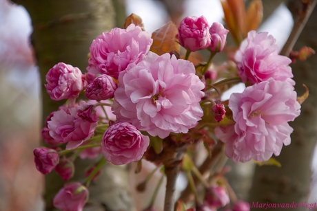 Een bouquet voor jou !
