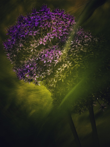Allium "Ambassador"