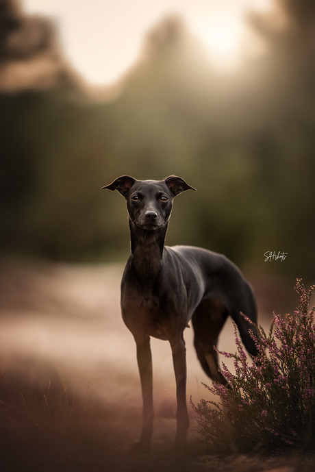 Italian greyhound 🌺 