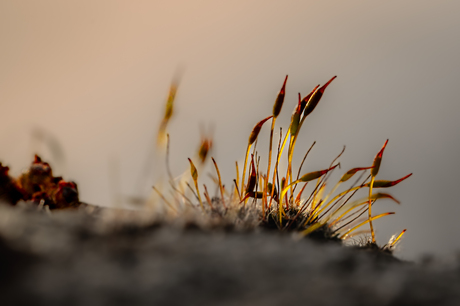 fluisterlicht tussen werelden
