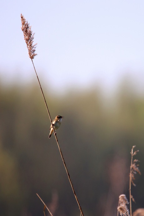 Zingend op het riet