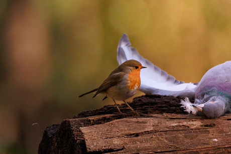 roodborst kijkt naar dode duif