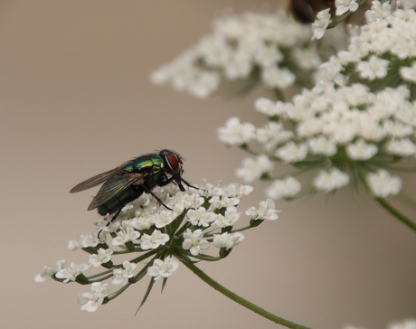 Groene vleesvlieg