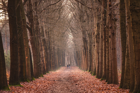 Tussen de bomen