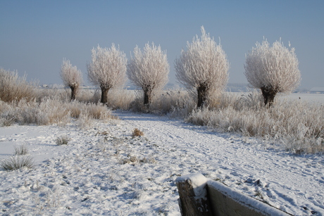 rijp op de bomen