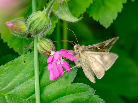 Kolibri vlinder