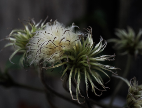 Clematis pluis