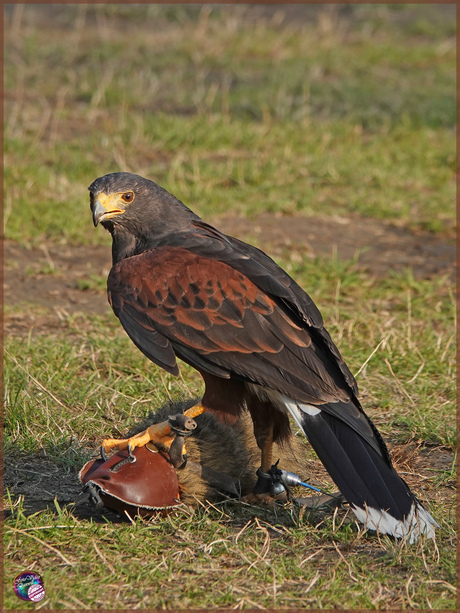 Woestijnbuizerd …