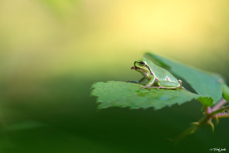 Treefrog lunch