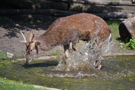 Hert spelend met water