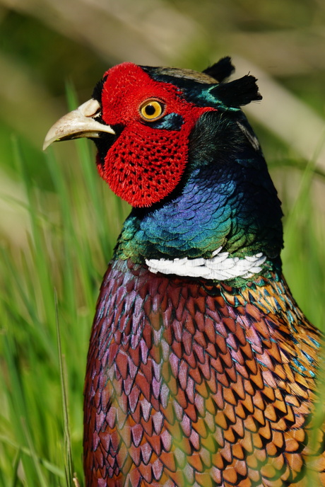Kleurrijke fazant