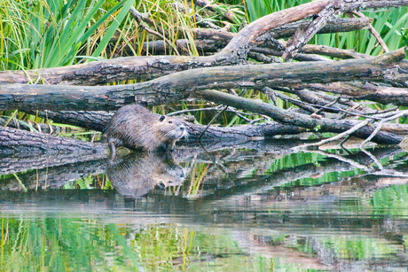 De Bever in het wild.Op vakantie 