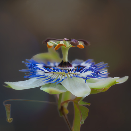Passiflora caerulea 