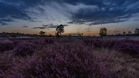 Op de vroege stille Heide bij Drunen