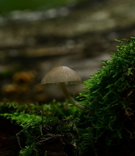 Mycena sp.
