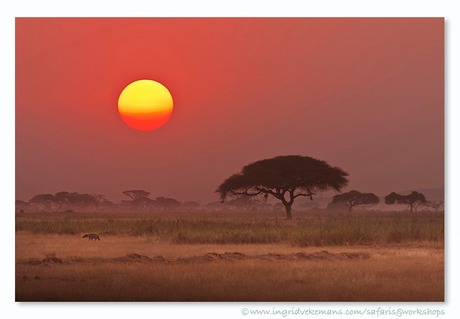 FISI SUNSET