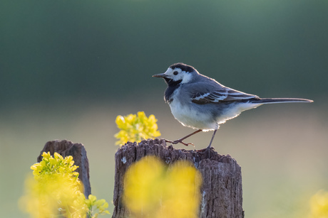 Witte kwik in het geel