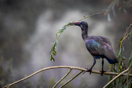 Hadada Ibis